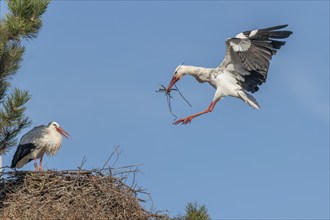 Pair of white stork (ciconia ciconia) building their nest in spring. Bas Rhin, Alsace, France,