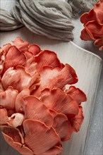 Pink oyster mushroom, bunch, close-up, raw, no people