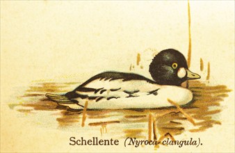 Common goldeneye (Bucephala clangula) water, swimming, world of birds, historical illustration 1890