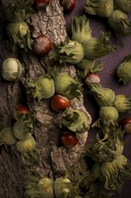 Fresh, green hazelnuts, close-up, on the bark of a walnut tree, uncleaned, top view, rustic, no