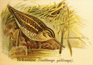 Common snipe (Gallinago gallinago) lakeshore, World of Birds, historical illustration 1890