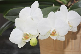 White orchid (Phalaenopsis), flowers in a flower pot, North Rhine-Westphalia, Germany, Europe