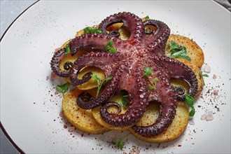 Octopus with potatoes and spices, on a light plate, top view, no people, homemade, close-up