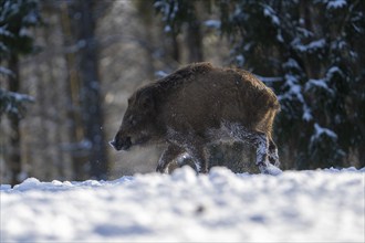 Wild boar (Sus scrofa), in the snow, Vulkaneifel, Rhineland-Palatinate, Germany, Europe