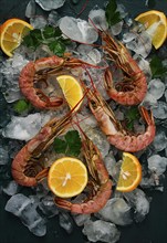 Tiger prawns, boiled and frozen, on ice, top view, close-up, no people