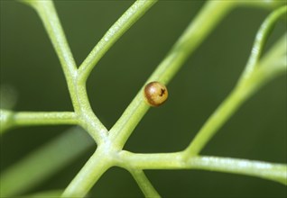 Egg of the swallowtail (Papilio machaon), which has taken on a reddish-brown colour a few days