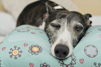 Extreme close-up of a greyhound pet with its eyes closed, resting on a pillow adorned with drawings