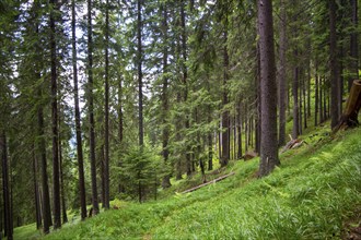 Transylvania, Romania: Dense forest in the Carpathians. In recent years, this natural area has also