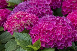 Hydrangea, Hydrangea, North Rhine-Westphalia, Germany, Europe