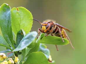 European hornet (Vespa crabro), insect, insects, macro, barberry, plant, common barberry, garden,