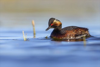 Black-necked grebe (Podiceps nigricollis), swimming in the water, Hides de El Taray / Floating Hid,