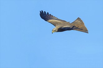 Black Kite, (Milvus migrans), flight photo, blue sky, Nussloch, Baden-Württemberg, Germany, Europe