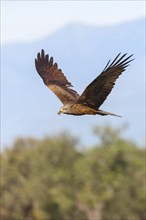 Black kite (Milvus migrans), flight photo, blue sky, Hides De Calera / Black Vulture, Nussloch,