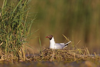 Black-headed gull (Larus ridibundus), breeding at the nest, Hides de El Taray / Floating Hid,