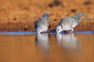 Red-crested Pigeon, (Streptopelia vinacea), Red-winged Turtle Dove, Morgan Kunda lodge / road to