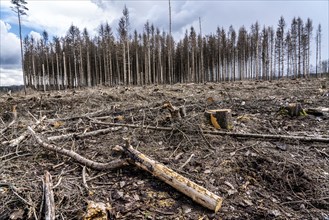 Cleared forest in the Arnsberg Forest near Warstein-Sichtigvor, Soest district, site of a spruce