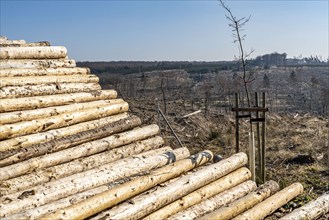 Cleared forest area north of the village of Hirschberg, Soest district, dead spruce stands were