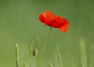 Red poppy (Papaver rhoeas), red flowering, Thuringia, Germany, Europe