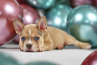 Young healthy French Bulldog dog puppy lying down in front of colorful balloons