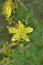 Common St John's wort (Hypericum perforatum), spotted St John's wort or common St John's wort