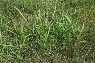 Close-up of Digitaria ciliaris, Crabgrass growing in distressed Poa pratensis, Kentucky Bluegrass