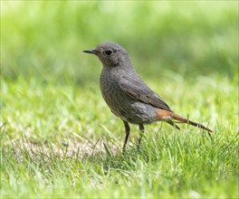 Black redstart (Phoenicurus ochruros), female foraging on a lawn in a garden, Lower Saxony,