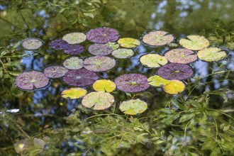 Water lily leaves (Nymphaea) in autumn leaves with raindrops, Emsland, Lower Saxony, Germany,