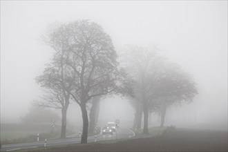 Cars driving with their lights on in dense fog on a country road overgrown with trees, Neugarten,