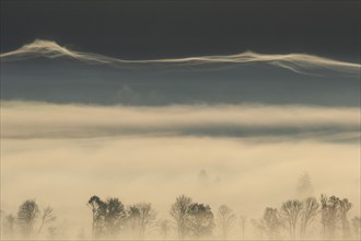 Foggy mood, fog, morning light, backlight, autumn, Loisach-Lake Kochel-Moor, foothills of the Alps,