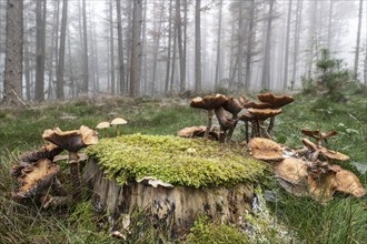 Armillaria polymyces (Armillaria ostoyae) in a foggy forest, Emsland, Lower Saxony, Germany, Europe