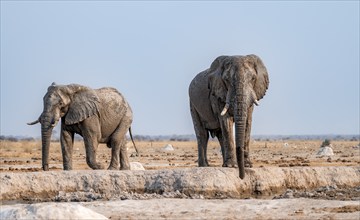 African elephant (Loxodonta africana), two elephants at the waterhole, in the evening light, Nxai