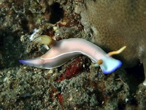 Exotic sea snail with blue details, Bullock's star snail (Hypselodoris bullockii) . Dive site