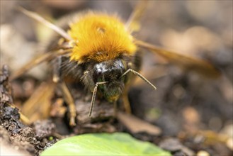 An orange-black bumblebee (Bombus) sits on the ground in a close-up, Ternitz, Lower Austria,