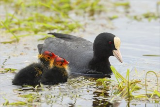 Common coot (Fulica atra), adult bird with two chicks in a wet meadow, spring, wildlife,