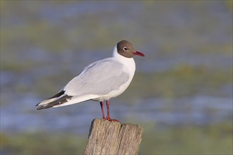 Black-headed Black-headed Gull (Larus ridibundus) standing on a wooden fence post, spring,