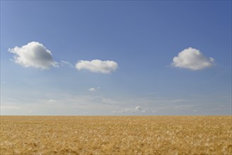 Cloud formation, blue sky with low-lying cumulus clouds over a crop field, North Rhine-Westphalia,