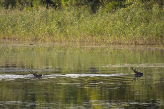 Red deer (Cervus elaphus), water, Lower Austria