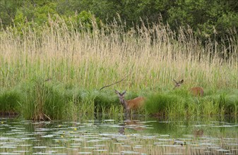 Red deer (Cervus elaphus), velvet antlers, water, reeds, Lower Austria