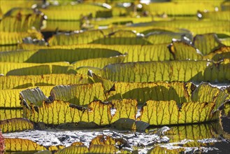 Water lily pond in the Zoological-Botanical Garden, Stuttgart, Baden-Württemberg, Germany, Europe