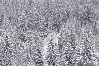 Snow-covered spruce trees in a forest in winter on a mountain side, Sweden, Europe