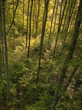 Forest with tall trees through which the sun's rays fall, illuminating the dense green vegetation,