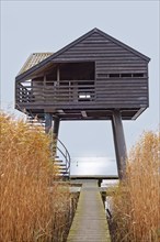 Low tide, reeds, mudflats, observation point Kiekkaaste, Dollart, Nieuwe Statenzijl, Netherlands