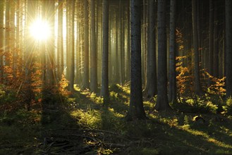 Spruce forest in autumn with fog against the light, sun shining through the tree trunks, young