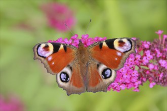 European peacock (Inachis io) sucking nectar on butterfly-bush (Buddleja davidii), butterfly bush,