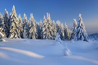 Snow-covered winter landscape, snow-covered spruces, Harz National Park, Saxony-Anhalt, Germany,