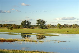 An idyllic landscape with trees and tranquil flooded Elbe meadows reflecting the sky and clouds,