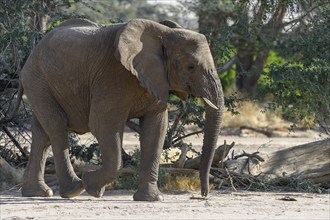 Desert elephant (Loxodonta africana) in the Ugab dry river, Damaraland, Kunene region, Namibia,