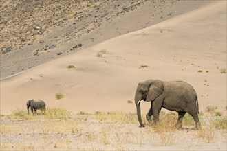 Desert elephants (Loxodonta africana) in front of a dune in the Huab dry river, Damaraland, Kunene