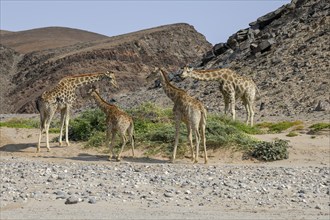 Angola giraffes (Giraffa camelopardalis angolensis) in the Hoanib dry river, Kaokoveld, Kunene