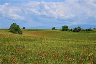 Hilly meadow with poppies (papaver), trees and mountains under an overcast sky, summer, Valensole,